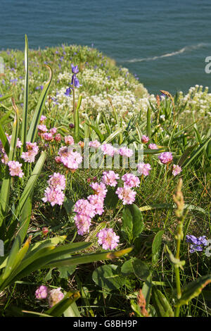 Royaume-uni, Pays de Galles, Ceredigion, Llangrannog, falaise, fleurs sauvages, l'épargne, rose de la mer, l'Armeria maritima Banque D'Images