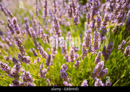 Fleurs de Lavande. La saison d'été. Close Up. Banque D'Images