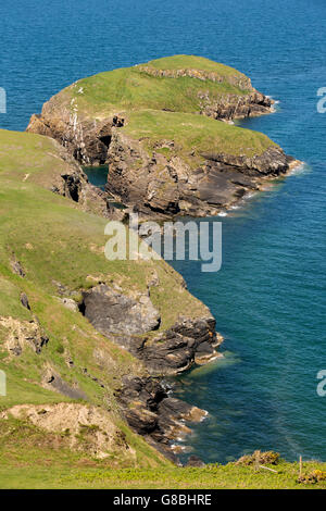 Royaume-uni, Pays de Galles, Ceredigion, Llangrannog, Ynys Lochtyn island Banque D'Images