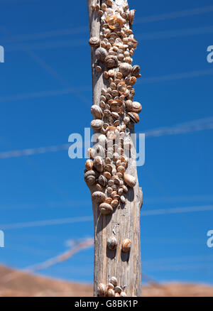 Un nombre incalculable de coquilles d'Escargots sur un poste en bois Banque D'Images