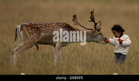 Une jeune fille en visite d'Arabie Saoudite, nourrit un buck de cerf jachère alors que la saison de rutting commence, à Phoenix Park, Dublin. Banque D'Images