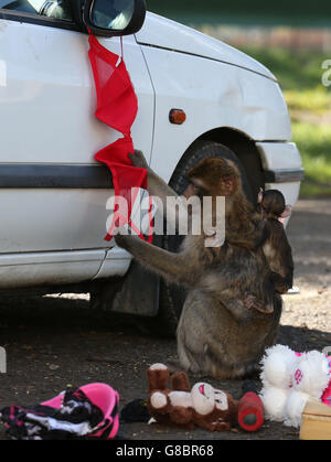 Un macaque de Barbarie, issu d'un groupe connu sous le nom de « troupe de violon Hill » après avoir vécu entre le sommet du rocher de Gibraltar et la ville, montre ce qui se passe lorsque les conducteurs de voiture oublient de fermer leur coffre à bagages, alors que le seul passage de singe en Écosse ouvre au parc safari Blair Drummond. Banque D'Images