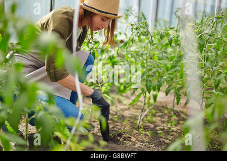 En prenant soin de tomates Banque D'Images