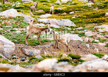 Bighorns de bébé sur le Mont Evans Banque D'Images