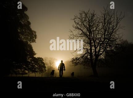 Un homme marche des chiens à travers une brume d'automne à Pollok Country Park, Glasgow. Banque D'Images