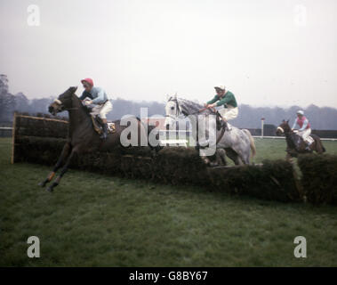 La course de haies des novices de Caterham (Division 1). La photo montre le gagnant final « Emir », criblé par J. Cook, qui a mené « Dunlin », J. King up et « camp », J. Hindley, sur un saut. Banque D'Images