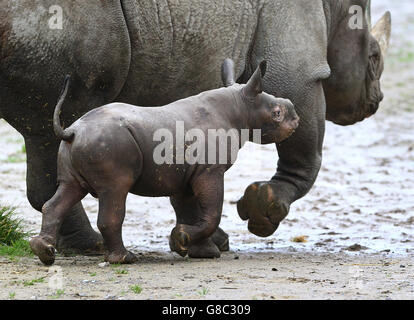 Un veau de rhinocéros noir de trois semaines avec sa mère Damara au parc animalier Howletts près de Canterbury dans le Kent, alors qu'il devient le premier bébé rhinocéros à être né dans les parcs 40 ans d'histoire. Banque D'Images