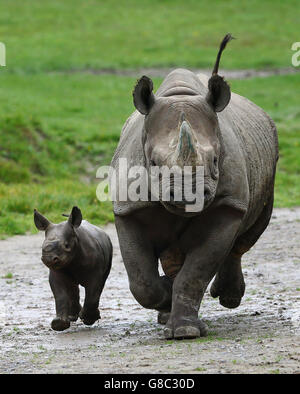 Un veau de rhinocéros noir de trois semaines avec sa mère Damara au parc animalier Howletts près de Canterbury dans le Kent, alors qu'il devient le premier bébé rhinocéros né dans les 40 ans d'histoire du parc. Banque D'Images