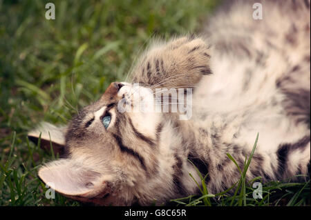 Tabby kitten lying on grass Banque D'Images