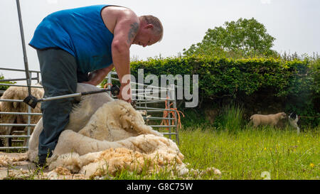 Tonte de moutons par agriculteur local Banque D'Images