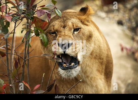 Ex-circus les lions arrivent à cinq soeurs Zoo Banque D'Images