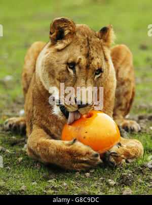 Ex-circus les lions arrivent à cinq soeurs Zoo Banque D'Images