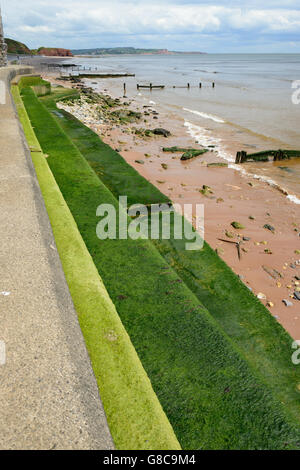 Mur recouvert d'algues dans la mer. Banque D'Images