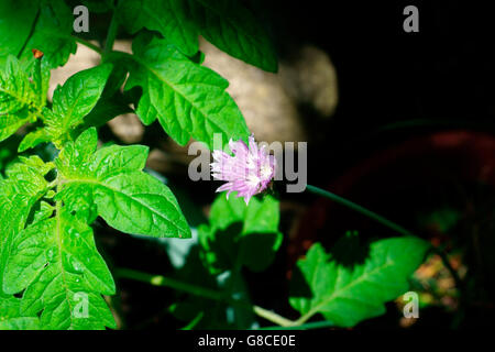 La ciboulette en fleur. (ALLIUM SCHOENOPRASUM) Banque D'Images