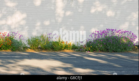 Fleurs violettes Banque D'Images