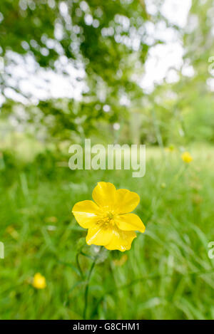 Ranunculus repens jaune, également appelé la renoncule, dans le pré, sous le chaud soleil de l'été Banque D'Images