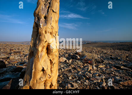 Quiver Tree, l'Aloe dichotoma, Fish River Canyon, la Namibie. Banque D'Images