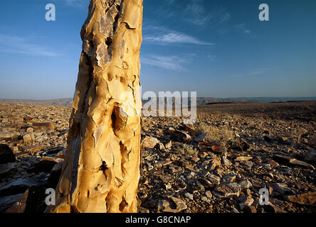 Quiver Tree, l'Aloe dichotoma, Fish River Canyon, la Namibie. Banque D'Images