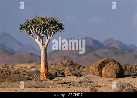 Les jeunes arbres carquois, Namib-Naukluft Park, Namibie. Banque D'Images