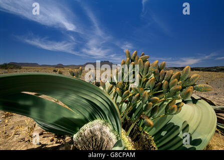 Welwitschia mirabilis, Désert du Namib, Namibie. Banque D'Images