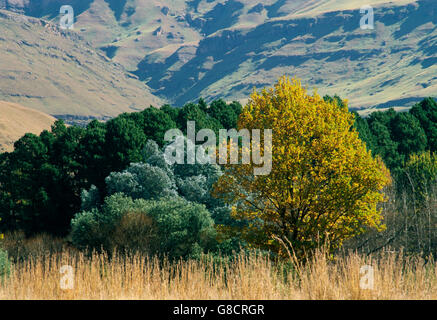 Scène à l'automne les montagnes du Drakensberg, KwaZulu Natal, Afrique du Sud. Banque D'Images