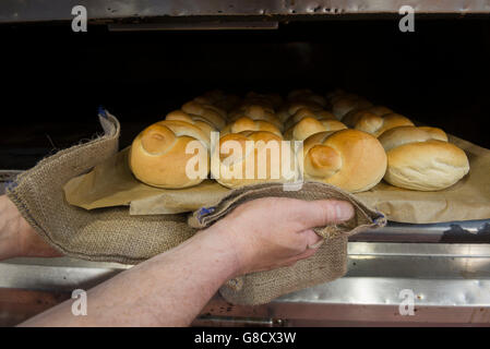 Baker dépose des petits pains fraîchement sortis du four. L'Angleterre Banque D'Images