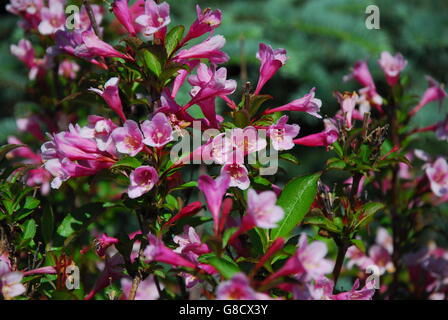 Weigela florida, foliis purpureis, caprifoliaceae Banque D'Images