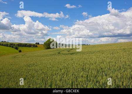 Une récolte de blé de maturation dans le pittoresque paysage de patchwork english channel sous un ciel nuageux bleu en été. Banque D'Images