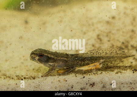 Tadpole avec quatre jambes respirant encore l'eau - Osteopilus septentrionalis Banque D'Images