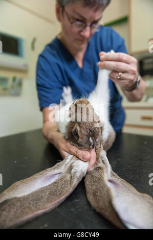 Vétérinaire de l'inspection d'un lapin. L'Angleterre Banque D'Images