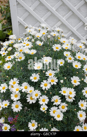 Argyranthemum frutescens / Standard. Marguerites cultivées dans un pot sur le jardin patio. Arles, France Banque D'Images