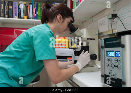 Infirmière vétérinaire à l'aide d'un microscope. L'Angleterre Banque D'Images