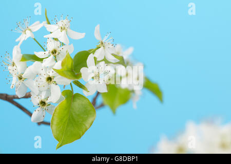 Close up of white spring cherry blossom cluster et feuilles vertes avec fond bleu ciel et copier l'espace. Prunus spp. Banque D'Images