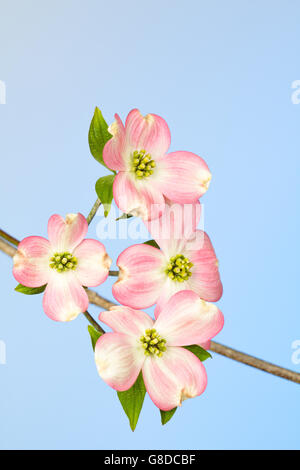 Direction générale à la grappe de roses. Bractées rose et crème et vert de fleurs arbre dowgood sur fond bleu ciel. Banque D'Images