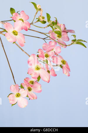 Branche de l'arbre cornouiller fleuri rose sur fond bleu clair. Banque D'Images