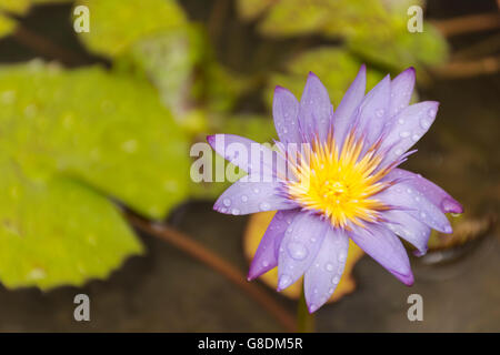 Feuille de lotus et l'arrière-plan violet dans l'eau convient pour fond fleur et nature et beaux. Banque D'Images