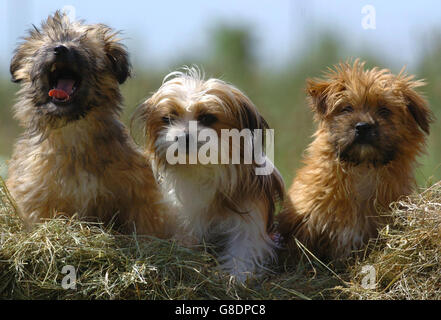 Steward (de gauche à droite) Honey-Bunch et Tango, trois des plus de cent chiens qui sont maintenant disponibles pour le retour à l'origine, après avoir été récemment secouru une propriété, près de Cromer, Norfolk. Banque D'Images