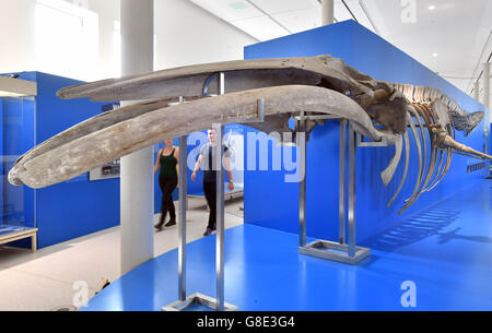 Karlsruhe, Allemagne. 28 Juin, 2016. Un squelette d'un rorqual commun à partir de 1898 peuvent être vus au Musée public aux sciences naturelles et à Karlsruhe, Allemagne, 28 juin 2016. L'exposition 'Wale - Riesen der Meere' (lit. "Les baleines - géants de la mer") est ouvert du 30 juin 2016 jusqu'au 29 janvier 2017 au musée. PHOTO : ULI DECK/dpa/Alamy Live News Banque D'Images