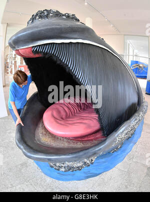 Karlsruhe, Allemagne. 28 Juin, 2016. Un modèle d'une bouche ofa baleine noire de l'Atlantique Nord peuvent être vus au Musée public aux sciences naturelles et à Karlsruhe, Allemagne, 28 juin 2016. L'exposition 'Wale - Riesen der Meere' (lit. "Les baleines - géants de la mer") est ouvert du 30 juin 2016 jusqu'au 29 janvier 2017 au musée. PHOTO : ULI DECK/dpa/Alamy Live News Banque D'Images