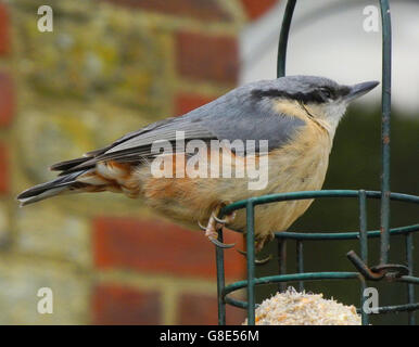 Petworth, Sussex, UK. 29 Juin, 2016. La santé de l'enregistrement d'incubation pour l'un de nos oiseaux jardin plus exotiques les a détenus figurant sur la liste verte pour les oiseaux dont la population n'est pas menacée. Cette petite blanche (Sitta europaea) a été de faire l'une de ses premières visites à un jardin près de Petworth birdtable dans le Sussex. Crédit : David Cole/Alamy Live News Banque D'Images