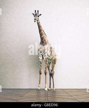 La girafe bébé dans la chambre blanche. Concept combinaison Photo Banque D'Images