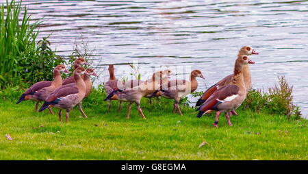 Egyptian goose Alopochen aegyptiacus, bébés,et marcher sur l'herbe près de l'eau Banque D'Images