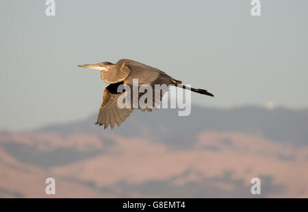 Maturité Grand Héron (Ardea herodias) en vol Banque D'Images