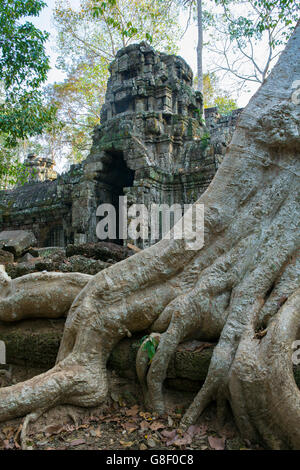 L'Asie, Cambodge, Siem Reap, Angkor, jungle, temple de Ta Nei figuier étrangleur géant Banque D'Images