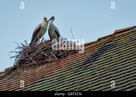 Un couple de Cigognes blanches dans leur nid sur un toit, le Parc Naturel de Lonjsko Polje, Croatie Banque D'Images