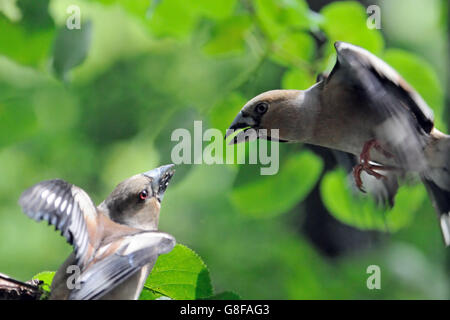 Deux hawfinches (Coccothraustes coccothraustes ) bataille en vol. La région de Moscou, Russie Banque D'Images