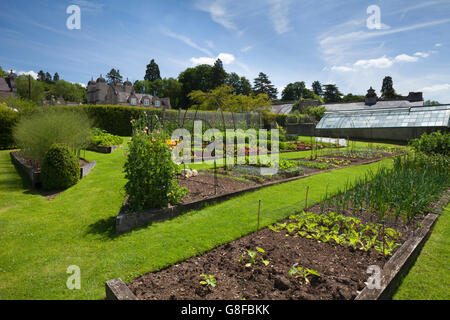 Fleurs dont les petits pois sont cultivés dans le potager de Easton Walled Garden pour attirer les insectes, Lincolnshire, Angleterre Banque D'Images