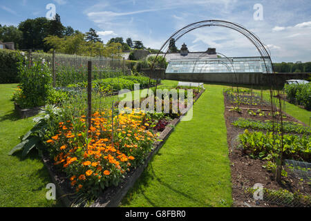 Des soucis et les petits pois dans le potager de Easton Walled Garden pour attirer les insectes et les abeilles pollinisatrices, Lincolnshire, Angleterre Banque D'Images