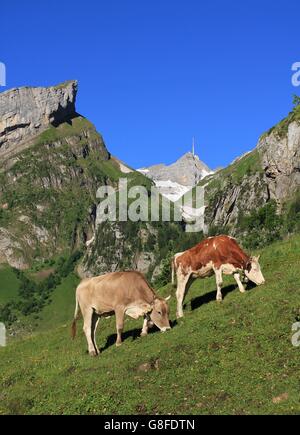 Scène d'été dans le canton d'Appenzell, Suisse, les vaches broutant dans un pré de montagne ci-dessous Mt Santis. Banque D'Images