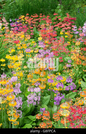 Primula Beesiana. Candelabra primevère. Candélabres, Primula fleurs hybrides de Harlow carr Harlow Carr RHS à Harrogate, England Banque D'Images